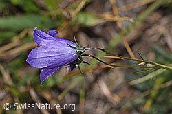 Scheuchzers Glockenblume (Campanula scheuchzeri) (17.10.2025, F315907)