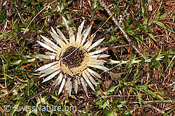 Silberdistel (Carlina acaulis ssp. caulescens) (17.10.2025, F315916)