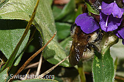 Veränderliche Hummel (Bombus humilis) auf Grossblütiger Brunelle (Prunella grandiflora) (F315929)