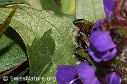Veränderliche Hummel (Bombus humilis) auf Grossblütiger Brunelle (Prunella grandiflora) (F315931)
