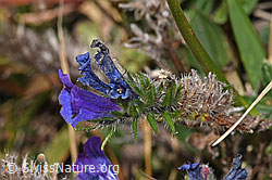 Gewöhnlicher Natternkopf (Echium vulgare) (F315939)