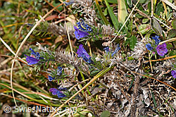 Gewöhnlicher Natternkopf (Echium vulgare) (F315941)