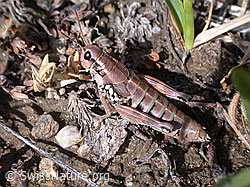 Foto: Gewöhnliche Gebirgsschrecke (Podisma pedestris)