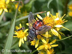 Foto: Igelfliege (Tachina fera)