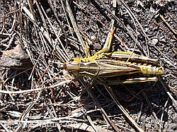 Foto: Grosse Höckerschrecke (Arcyptera fusca)
