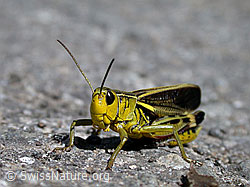 Foto: Grosse Höckerschrecke (Arcyptera fusca)