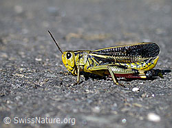 Foto: Grosse Höckerschrecke (Arcyptera fusca)