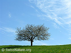 Foto: Kirschbaum auf grüner Wiese bei blauem Himmel