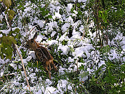 Foto: Rehkitz