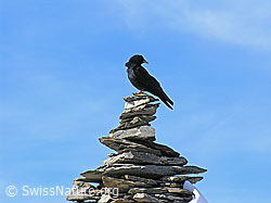 Foto: Alpendohle auf Steinmann
