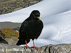 Foto: Alpendohle