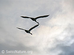 Foto: Schwäne (Cygnus olor) im Flug
