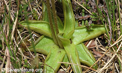 Blätter des Alpen-Fettblatts (Pinguicula alpina)