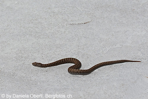 Aspisviper auf Schneefeld, Nahansicht. Aspisviper auf Schneefeld, nahansicht