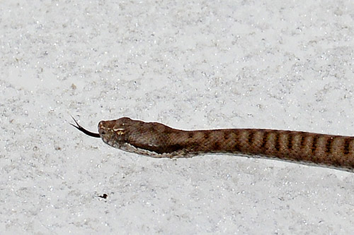 Aspisviper auf Schneefeld, Nahansicht. Aspisviper auf Schneefeld, nahansicht